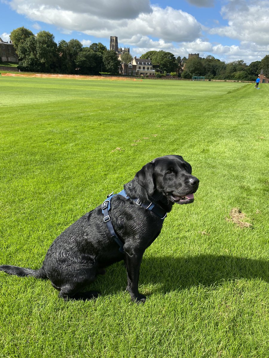 @dogsatcricket 31 August 2023 All quite at The Racecourse home of Durham Uni cricket only Jos Buttler Newton in attendance what a beautiful back drop. Now for a swim in the river Wear.