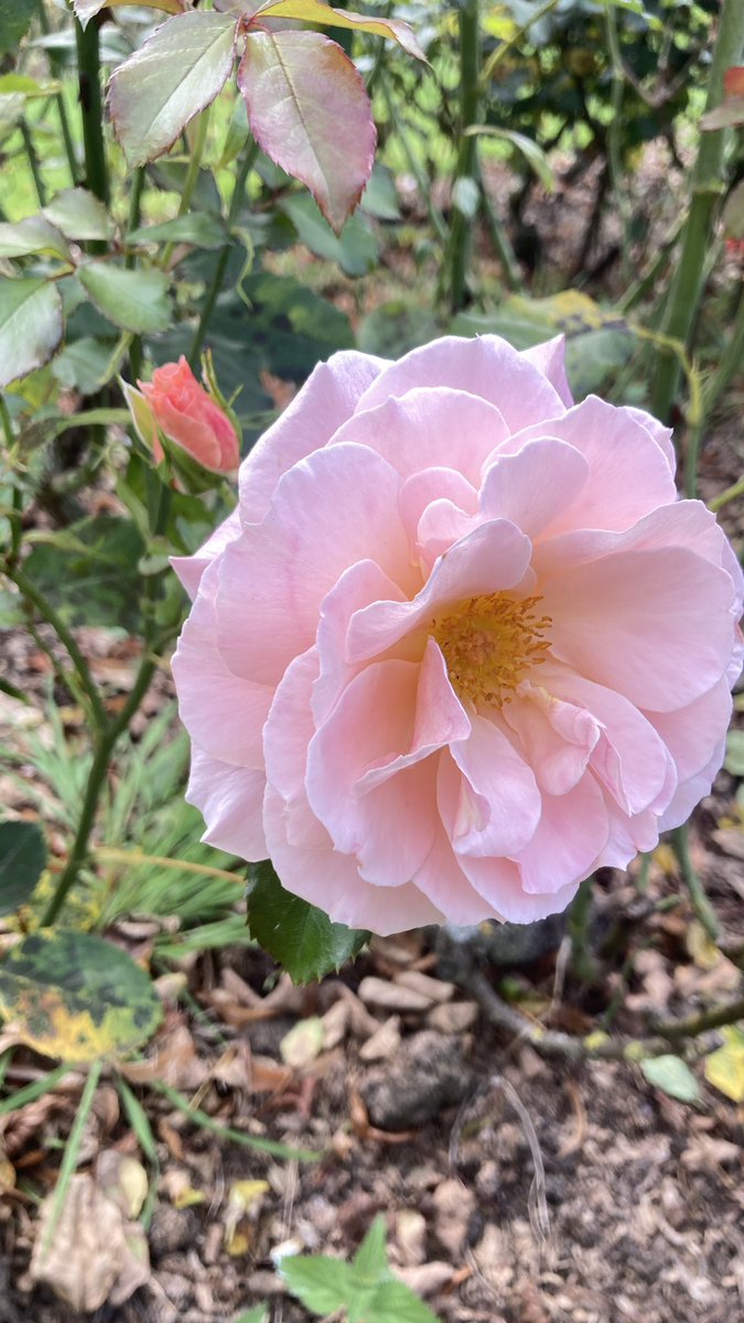 BITSIFIND_'s tweet photo. Give me this life, let me make it my own. To hold it, to own it, to possess. It is delicate and strong as a end of season flower. 

Keep blooming 💐🌿🌷🧡🌹 https://t.co/JEOCvAW0BM