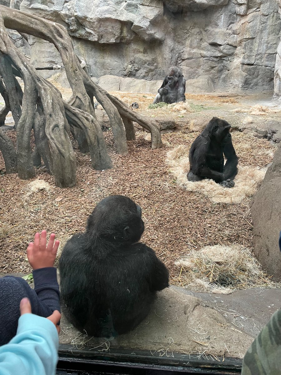 At the @FranklinParkZoo and the gorilla family is playing with children at the window and each other.