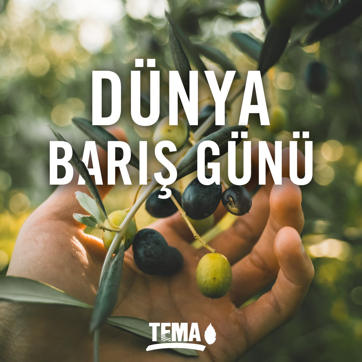 Birbirimizle ve doğayla girdiğimiz hiçbir savaşın kazananı yok!

Savaşlar ve silahlı çatışmalar sadece insanlığı değil, doğamızı da tehdit ediyor.

📌 Yapılan araştırmalar, 1950 - 2000 yılları arası gerçekleşen silahlı çatışmaların %80’inden fazlasının biyolojik çeşitlilik