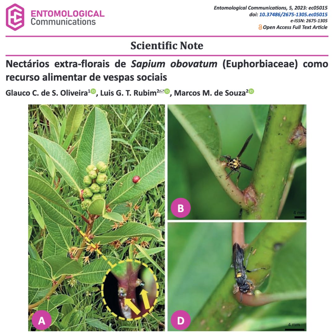 EntomologicalC's tweet photo. Nectários extra-florais de Sapium obovatum (Euphorbiaceae) como recurso alimentar de vespas sociais
 
https://t.co/m6v03a8a5h
 
#entomologicalcommunications #entcom #seb #scientificnote #euphorbiaceae #nectarios #hymenoptera #vespidae https://t.co/9cRLc0AVDZ