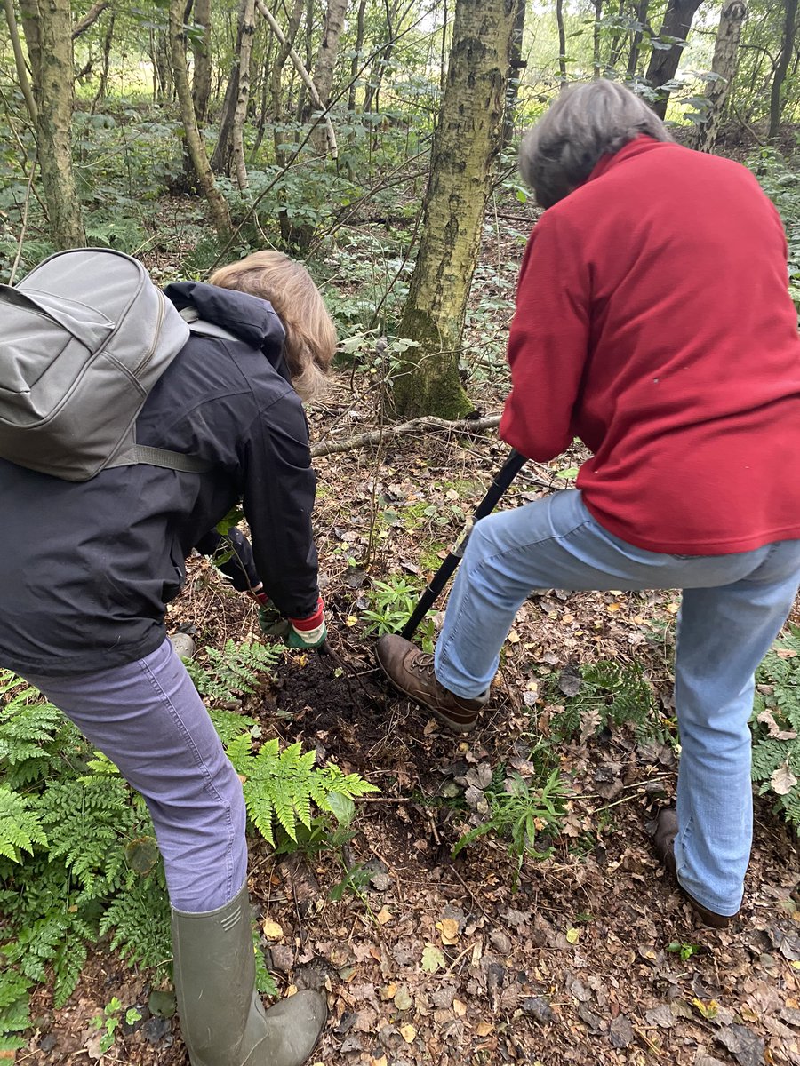 stujames64's tweet photo. Pulling up and clearing sycamore saplings with hand saws at Epworth Turbary on a @LincsWildlife volunteer work session. A proper physical work out! I believe this yellow beastie is the charmingly named Dog Vomit Slime Mould. Blimey. https://t.co/QWSAfN7r0W