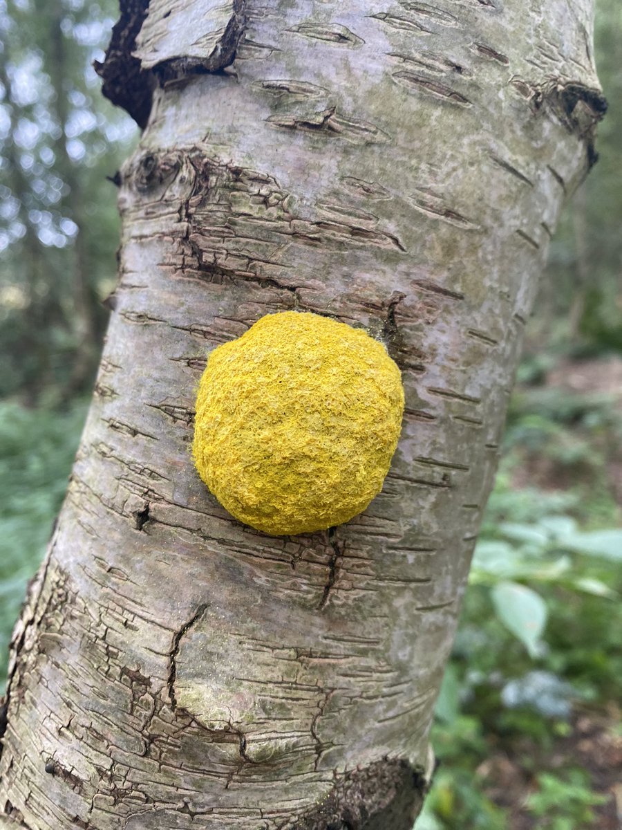 stujames64's tweet photo. Pulling up and clearing sycamore saplings with hand saws at Epworth Turbary on a @LincsWildlife volunteer work session. A proper physical work out! I believe this yellow beastie is the charmingly named Dog Vomit Slime Mould. Blimey. https://t.co/QWSAfN7r0W