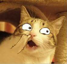 cutecatonline's tweet photo. @cat_auras https://t.co/vpQGfUAmIV