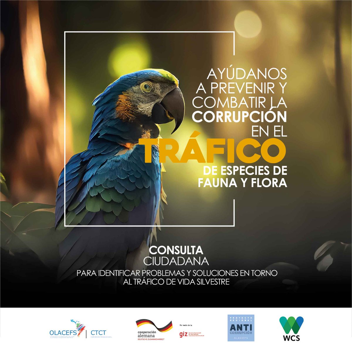 ContraloriaECU's tweet photo. #NoAlTráficoDeEspecies I Descubre cómo la #CGE y las #EFS (Entidades Fiscalizadoras Superiores) de la región se convierten en guardianas de la vida silvestre 🦜🌿 ¡Queremos escuchar tu punto de vista!  🌎

Enlace a la encuesta 👉 https://t.co/34PCL7d9cd

#CambioPositivo https://t.co/SJV04VTsy0
