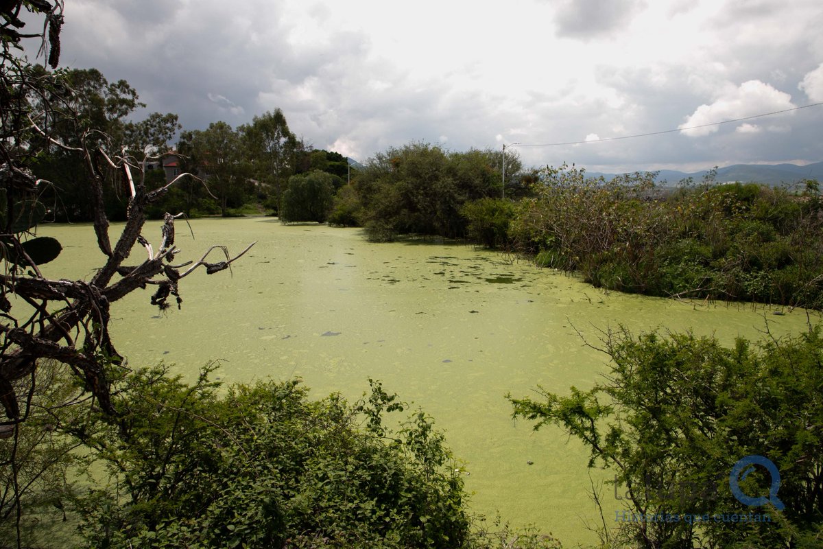 zelma_murillo's tweet photo. @rtqro
 "presunta" descarga irregular de aguas negras que además de afectar nuestro derecho constitucional de contar con un medio ambiente sano para nuestro desarrollo, puede convertirse en un problema de salud pública.
#ConectadosContigo #RTQContigo #RTQ #NoticiasQuerétaro https://t.co/NwzzoYyrP0