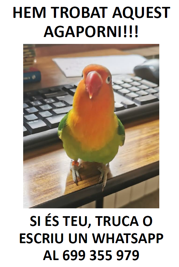 evagilrod's tweet photo. 🚨🙋‍♀️Hem trobat un agaporni perdut a Santa Maria de #Palautordera!!! 🦜⚠️ Si us plau, dóna-li difusió per ajudar-nos a trobar-ne els propietaris! 🙏🔁
@AjPalautordera @PL_Palautordera @bombersmaria @radiovitamenia @AbecanPalau #baixmontseny https://t.co/dj0MKcvUIg