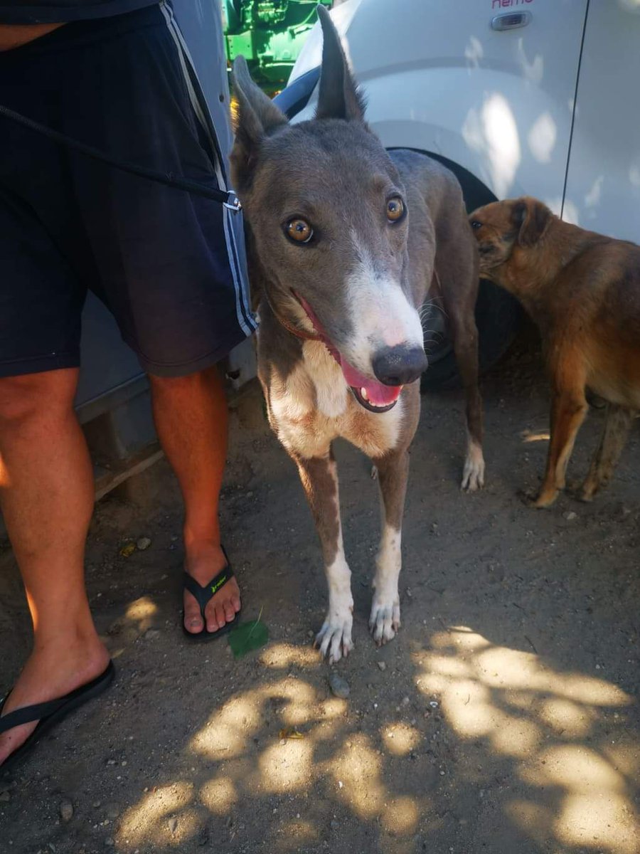 BethanyCourt4's tweet photo. Mia and Bluebell arriving from Romania late September/ October  both Lurchers rescued from hunters looking for them to go straight into their forever homes if not they will go into a foster home in Kings Lynn,  more details on the Norfolk greyhound rescue Facebook page https://t.co/be7C7gI63d