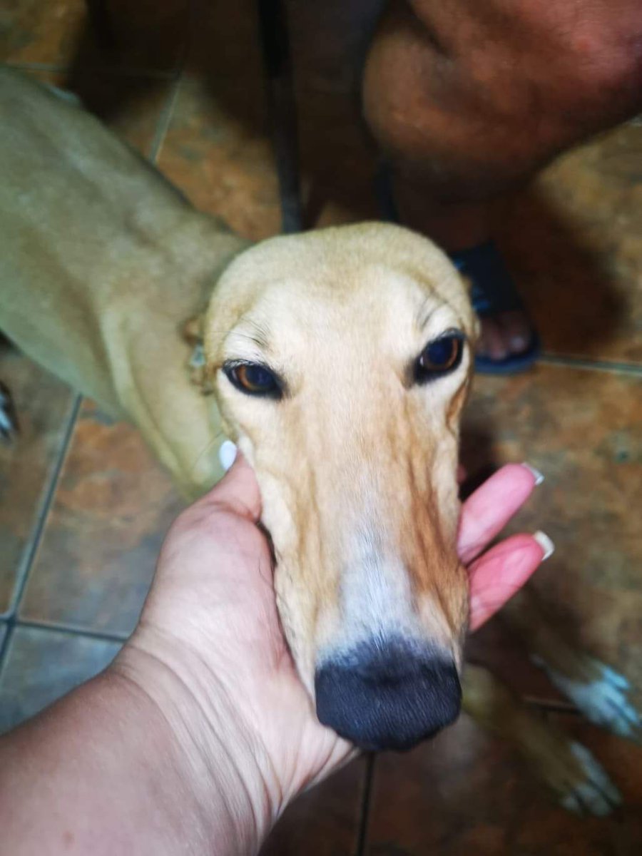 BethanyCourt4's tweet photo. Mia and Bluebell arriving from Romania late September/ October  both Lurchers rescued from hunters looking for them to go straight into their forever homes if not they will go into a foster home in Kings Lynn,  more details on the Norfolk greyhound rescue Facebook page https://t.co/be7C7gI63d