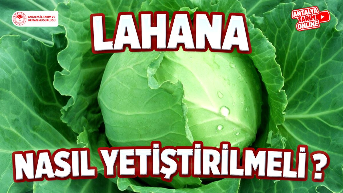 Antalya İl Tarım ve Orman Müdürlüğü tweet media