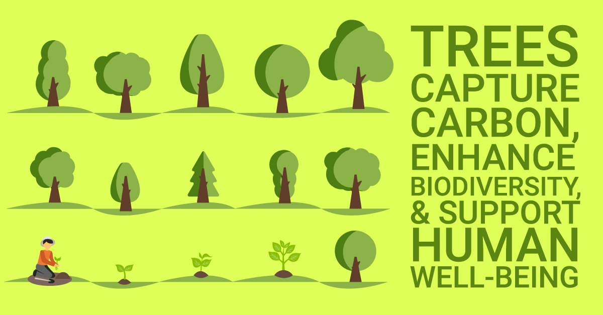 CollegeCan's tweet photo. Is your institution committed to a #SustainableFuture? Then join our application to the Government of @Canada's 2 Billion Trees program! 🌳
Learn more ➡️ https://t.co/6eS7ZgaIXl
#trees #2billiontrees #EnvCan
.
.
Info from the Government of Canada, graphics by freepik.