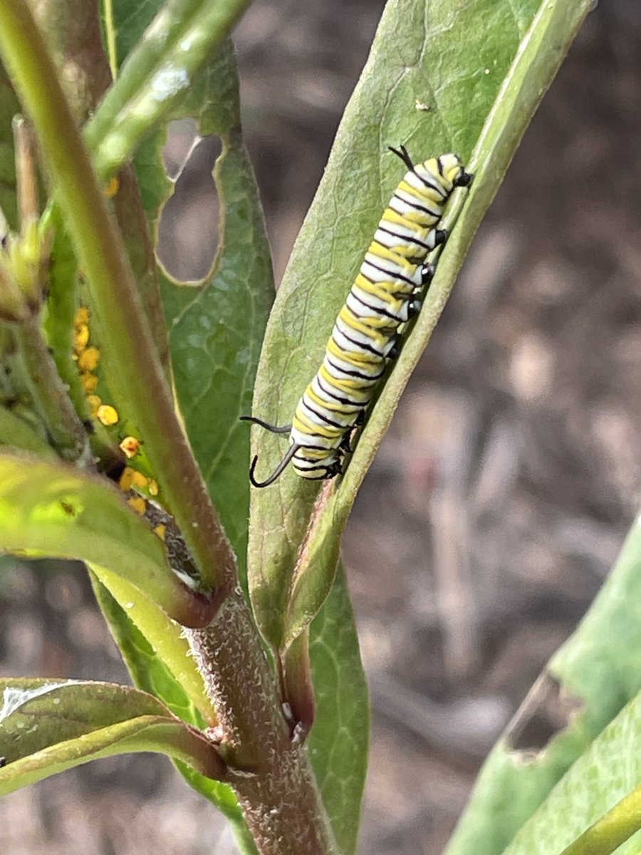 Monarchs better hurry. Tussock moth caterpillars beating them to the punch