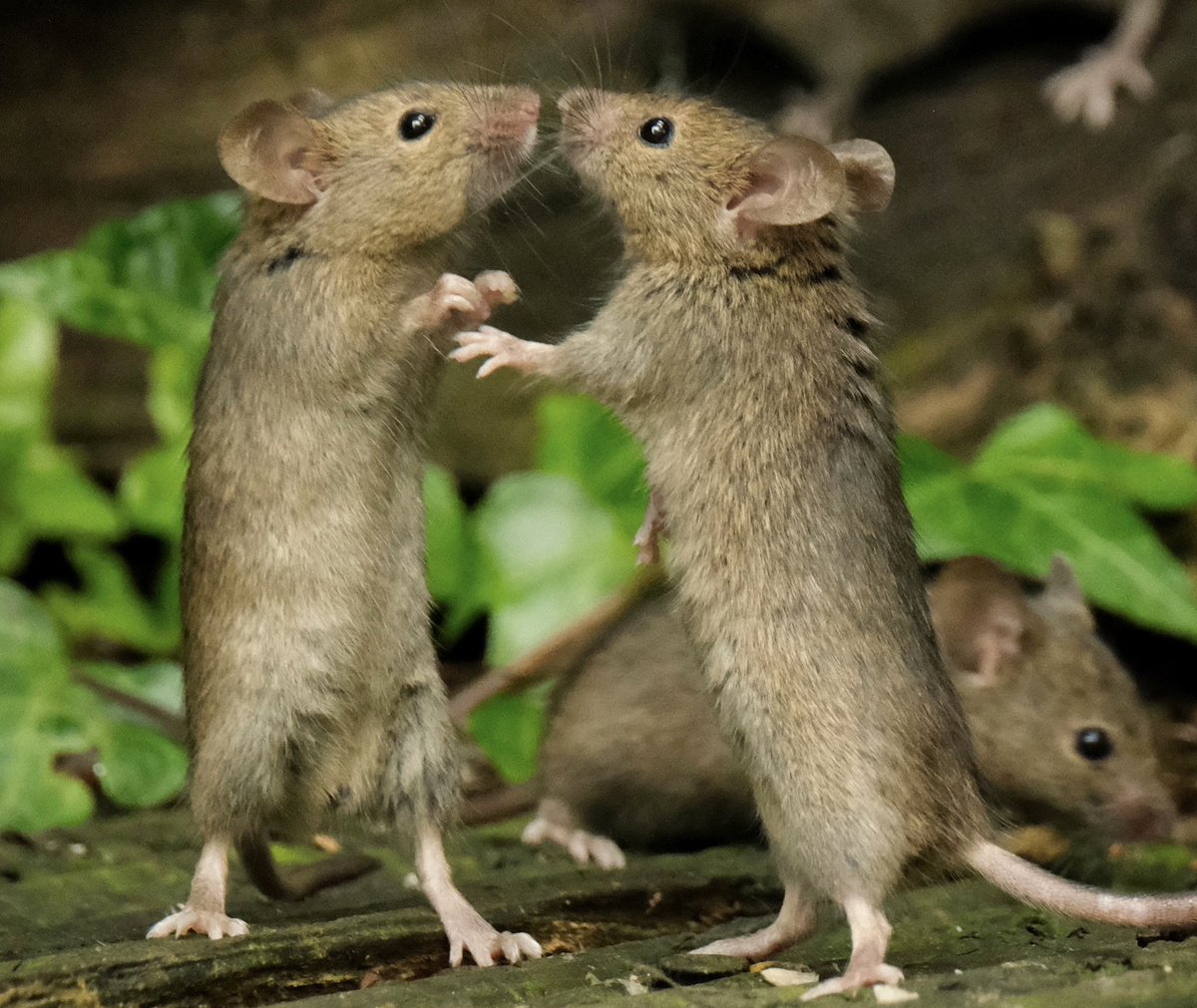 mousebybrambles's tweet photo. Shall we dance https://t.co/FyrRaSgSDD