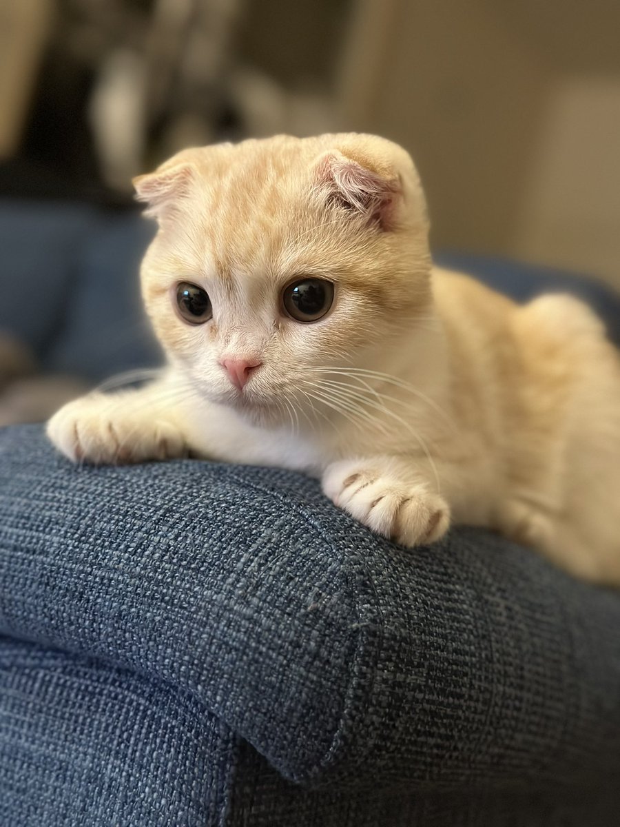 arni_8888's tweet photo. 猫の成長ははやいな😌
あなたも癒しの1人だよ♡ https://t.co/b5RhSY5nSi