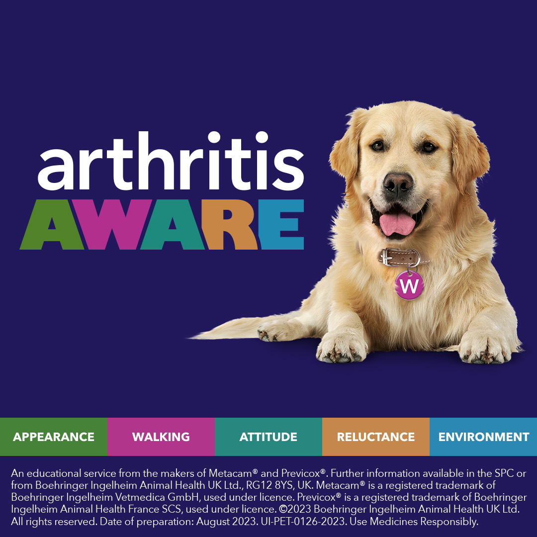 2 in 5 young dogs have arthritis - could your dog be one of them? Our aim is to help dog owners learn more about canine arthritis and the signs to look out for. Arthritis doesn’t have to hold your dog back! They can still lead an active life. dogarthritisaware.co.uk