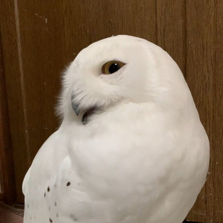 taehyun as owls (@2k0t0h2) on Twitter photo 