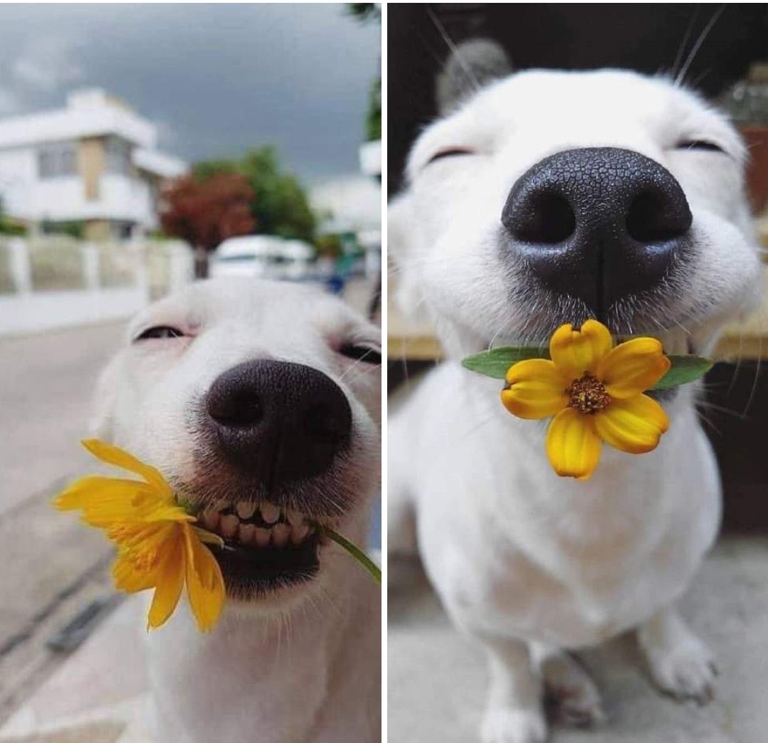 fernechini's tweet photo. Toma, una flor amarilla 🌻 https://t.co/WRz8o3HbDm