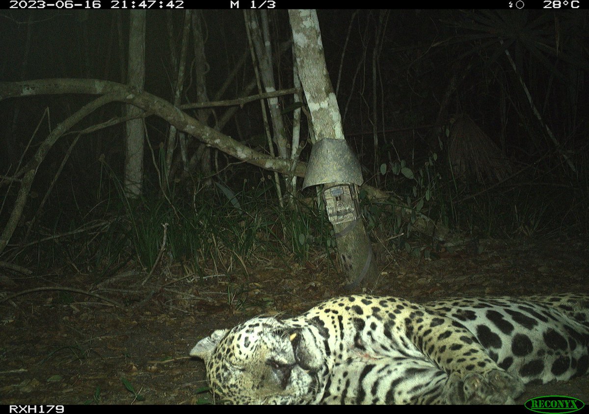 Marcella J. Kelly tweet media