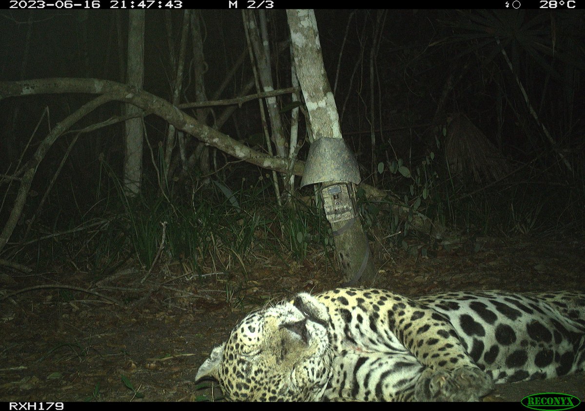 Marcella J. Kelly tweet media