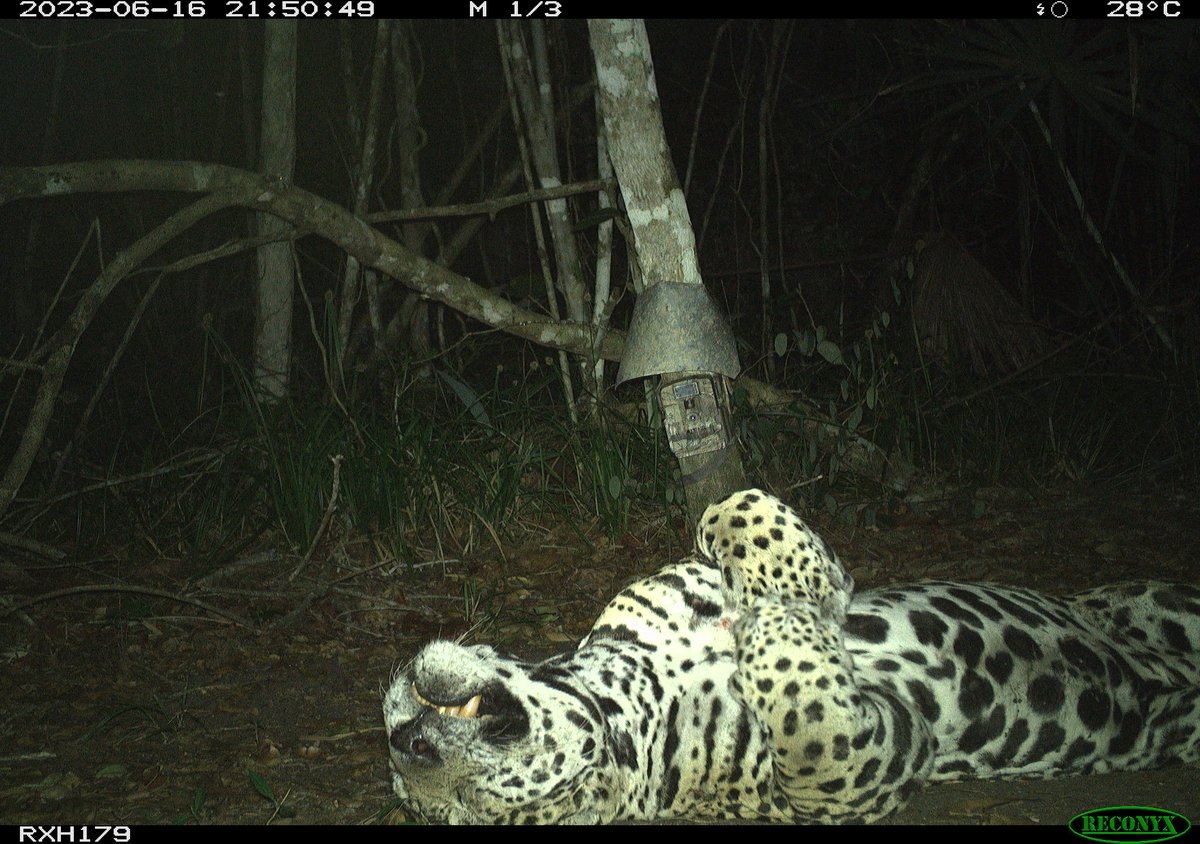 Marcella J. Kelly tweet media