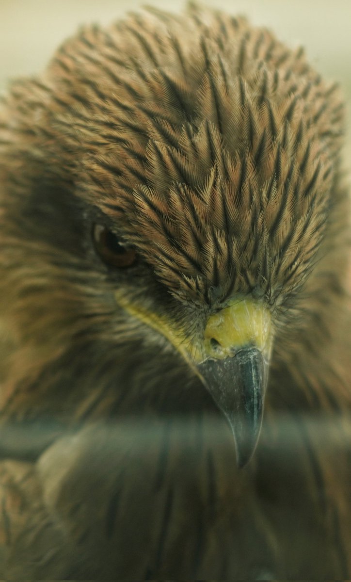 ashuthoshmr's tweet photo. But it's a 🦅. https://t.co/97KVxelFzE