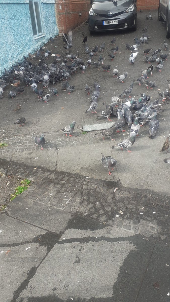 The Real Peter Wayne tweet media