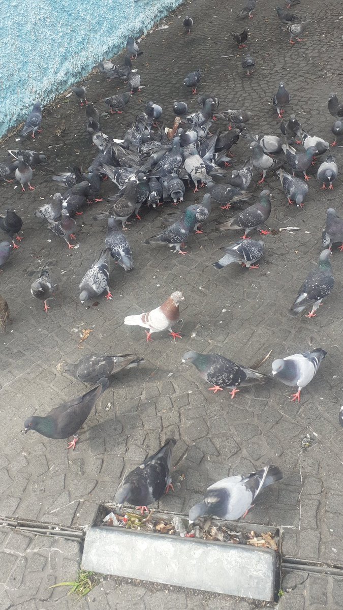 The Real Peter Wayne tweet media