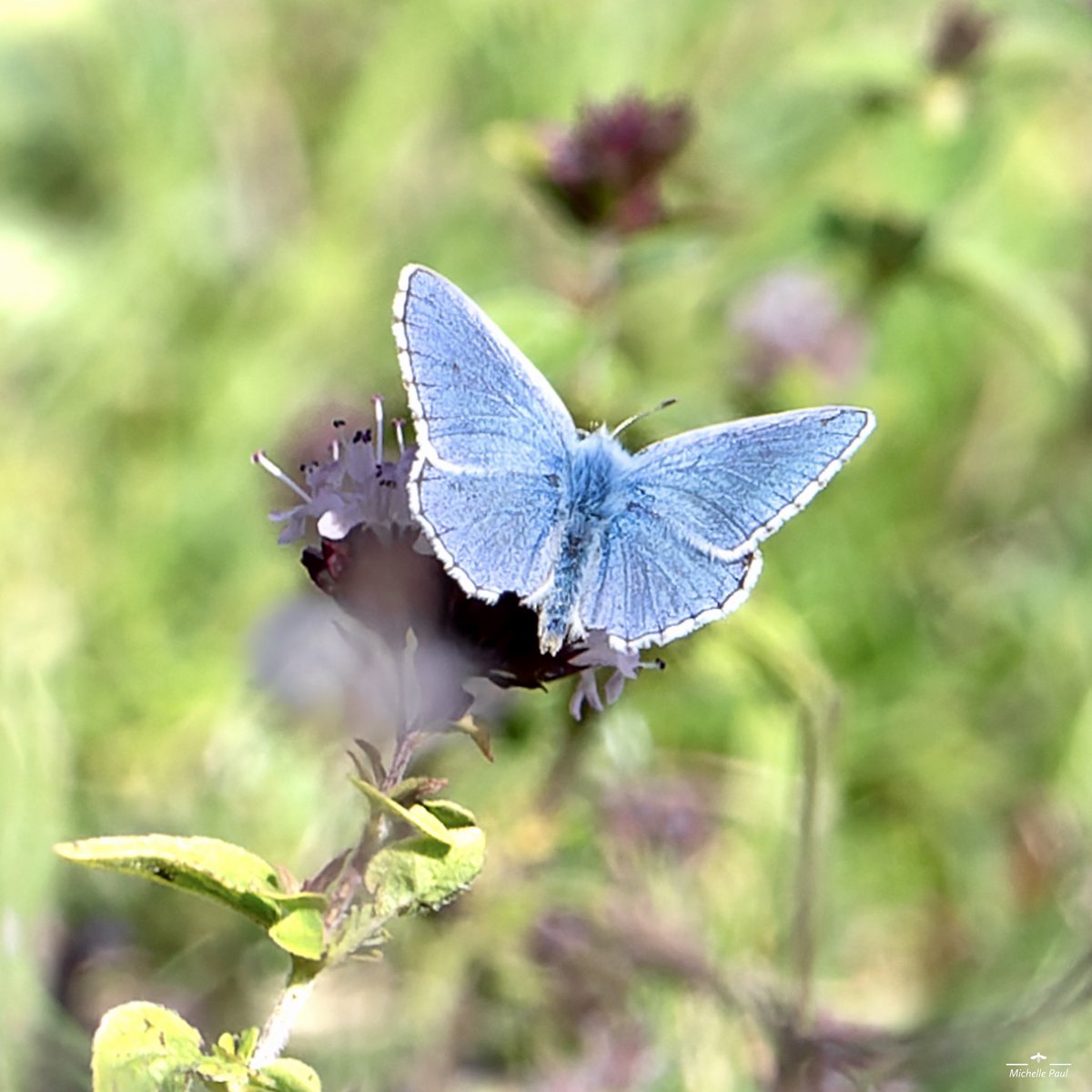 Good afternoon! Another blue butterfly for you today, an Adonis Blue 🦋🩵

#TwitterNatureCommunity #TwitterNaturePhotography #nikonphotography #nature #Butterflies #insects #Polyommatus #Lepidoptera #Lycaenidae #blue #simplicity