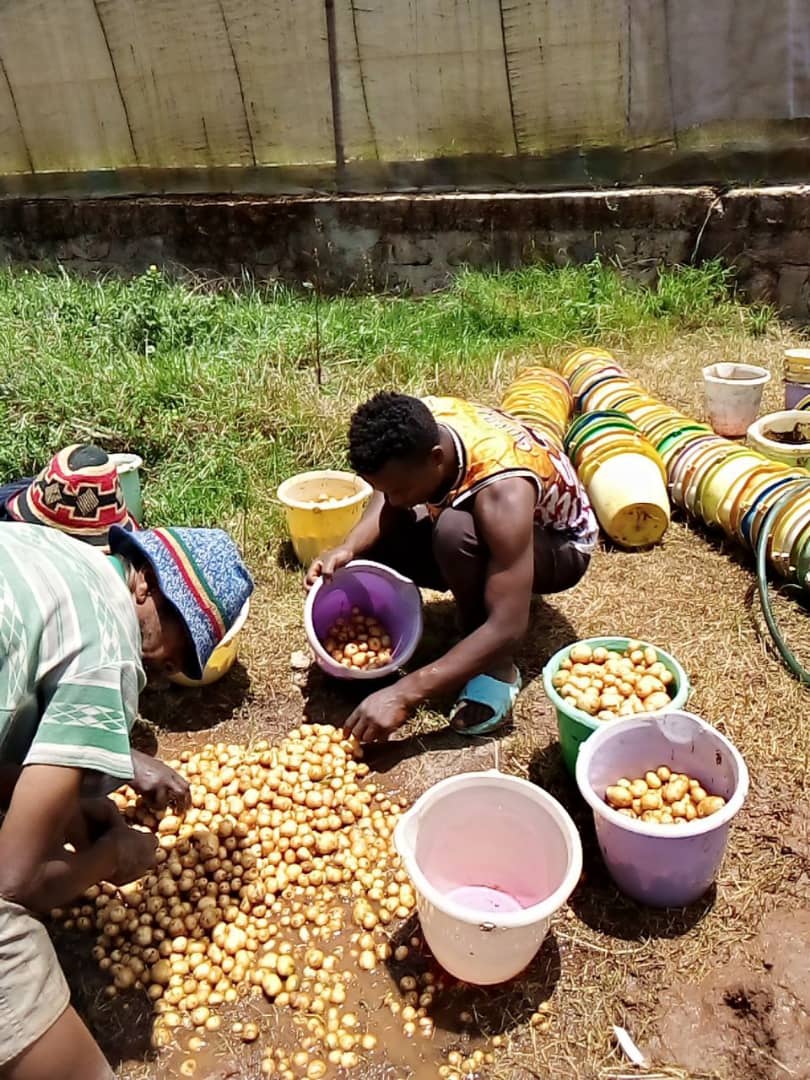 We're partnering with smallholder farmers to decentralise high-quality disease-free potato seed multiplication in Ethiopia. 
Through innovative farmer-led programs and partnerships with research institutions in Ireland &amp; Ethiopia, we're tripling yields and improving local diets