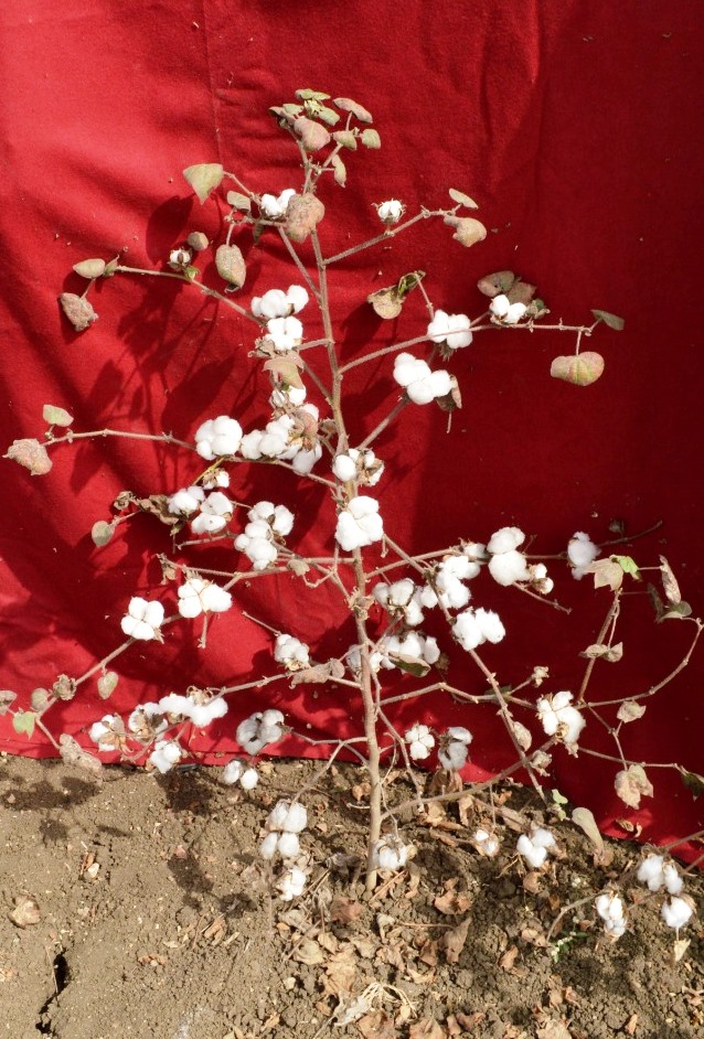 VNMKV's tweet photo. VNMKV's Three Bt varieties of American Cotton recommended for release by Central Varietal Identification Committee of ICAR-AICRP on Cotton.

First agricultural university in the Maharashtra state to release BT varieties https://t.co/sz0rDa2H2y