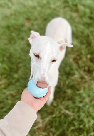 GorPets's tweet image. 🐶🎾 Apollo's got that "fetch and conquer" attitude in the park today! 🌳 Who else is up for some ball-tastic fun? 🐾 #ParkPlaytime #ApolloTheChamp #GorPets