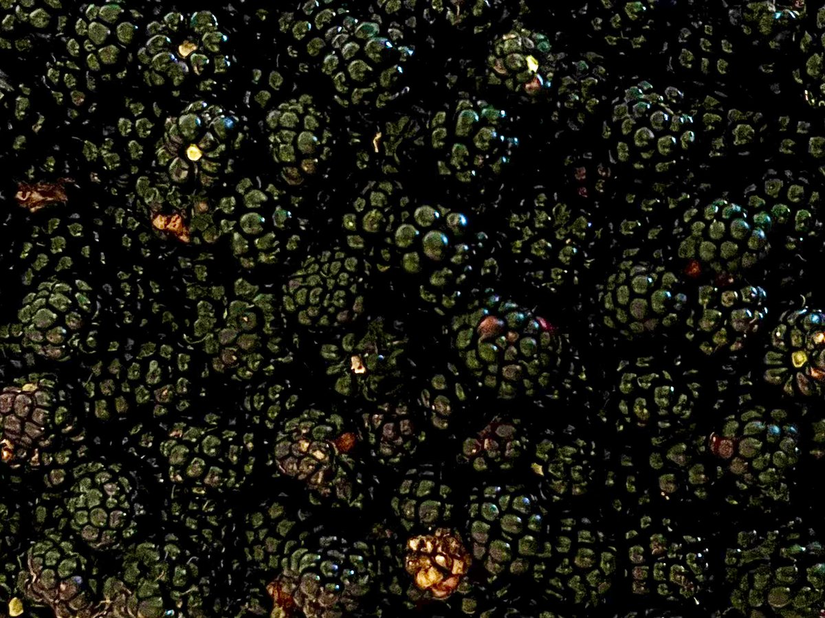 faerymere's tweet photo. A very decent bramble haul from just one ridiculously jaggy and wayward bush.
Reader, there was blood spilt!
#Faeryland #Grasmere #LakeDistrict
#FruitHaul #Brambles @ThePhotoHour https://t.co/Szqenv25j7