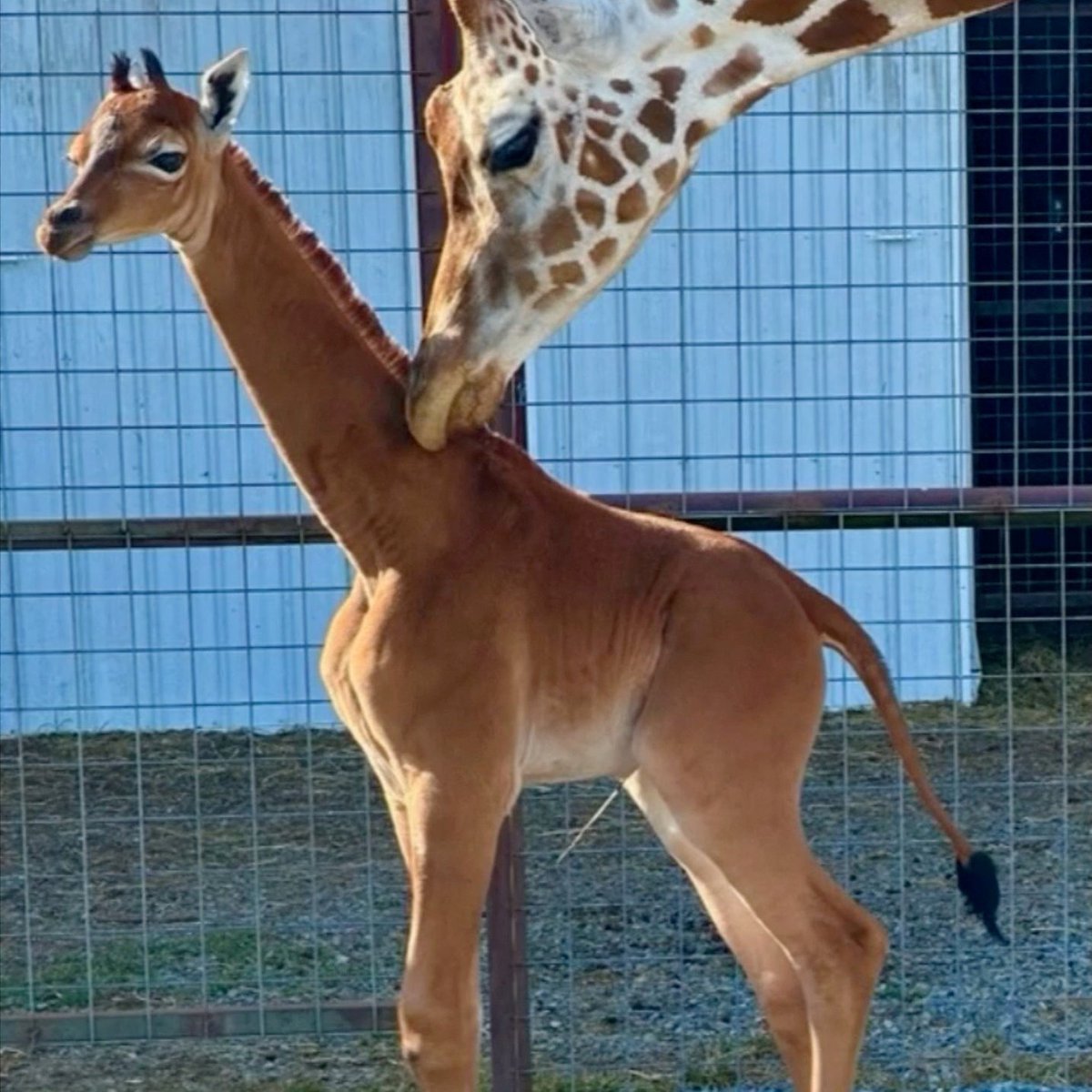 Nature's tweet image. A star being born, a spot-free giraffe, and many more. 

Check out August's best science images ➡️ nature.com/immersive/d415…