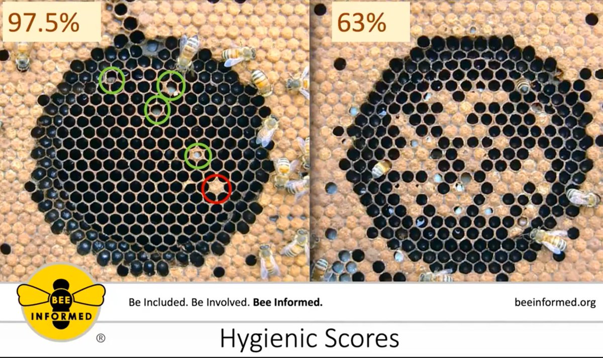 Honey Bee Hygienic Behavior and Testing:  What is hygienic behavior? How do we test for it? What does this mean for the beekeeping industry? Find out from BIP field specialists in this pre-recorded webinar!
beeinformed.org/webinars
#beeinformedpartnership #beekeepingwebinar