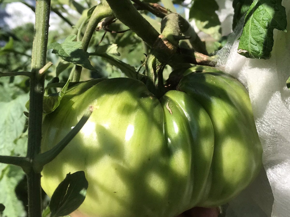 acres_creek's tweet photo. #halloweenallyear #halloween🎃 #hauntedhouse #everydayishalloween #halloweendecorations #halloweendecor #jackolantern #gianttomatoes #trickortreat #pumpkinpatch #vermont #morton1623 #giantpumpkingrower #pumpkinpatch #Fair #pumpkin #tomatoes https://t.co/Cjpzvvj95E