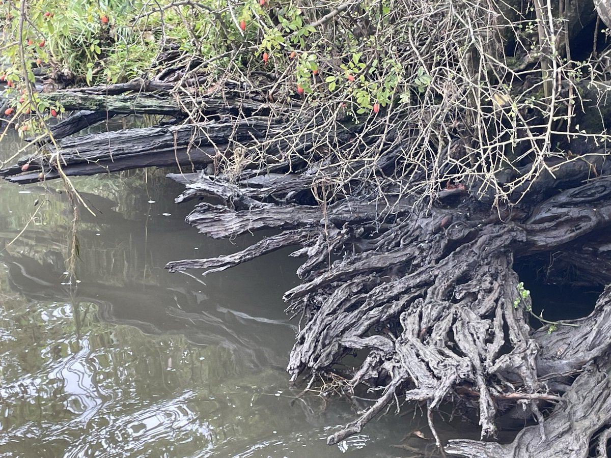 deomgevingsman's tweet photo. Stuw Grave lek, water staat bijna 0,50 m lager ter hoogte van #Oeffelt #Milsbeek #Maas #Grave en het is doodstil zonder scheepvaart en wind https://t.co/JfZ9lHx6O6