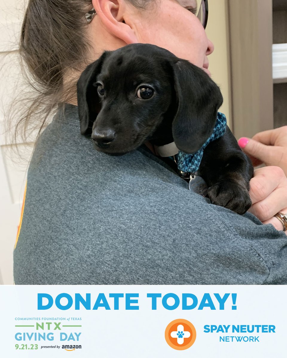 Early Giving is open! Donate: northtexasgivingday.org/spay-neuter-ne… Your donation on North Texas Giving Day will enable us to sterilize more pets, reducing the pet population. You can make your #NTXGivingDay2023 gift early now until Sept 20! #FindYourPassionGiveWithPurpose