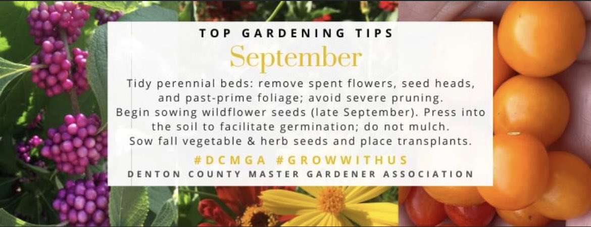 DentonCountyMGA's tweet image. Time for September gardening tips! dcmga.com/maintain-and-s…
#garden
#ntxgarden
#fallgarden
#dentoncounty