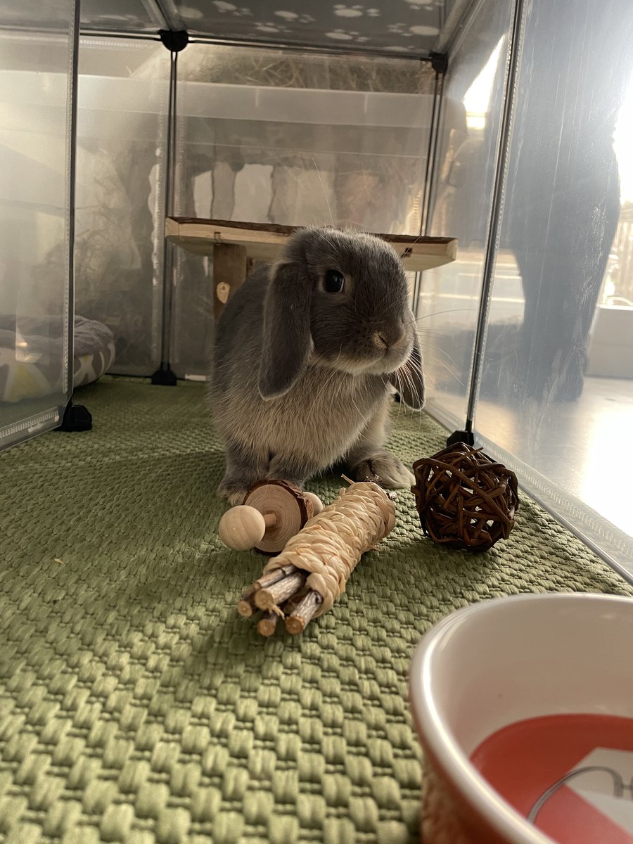 🐰🐰 Welkom in ons gezin, Lilly en Chairo! Vanaf vandaag hebben we twee schattige Nederlandse Hangoordwergkonijnen die het huis op stelten mogen zetten. We kunnen niet wachten om alle avonturen met jullie te delen! 🐾❤️ #Gezinsuitbreiding #Konijnenliefde (<a href="/RAWWHCHEL/">𝐬𝐚𝐩𝐧𝐮 𝐩𝐮𝐚𝐬 🏎🌚</a>)