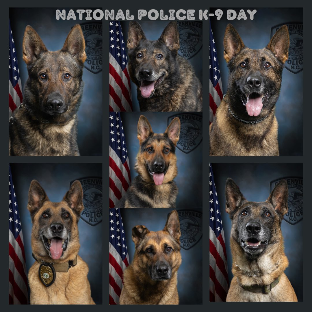GreenvillePD's tweet photo. Happy #NationalPoliceK9Day! Today we honor and recognize the incredible service and contributions of our four-legged counterparts. #k9sleadtheway #policek9 #workingdog https://t.co/FjjAxQNrn3