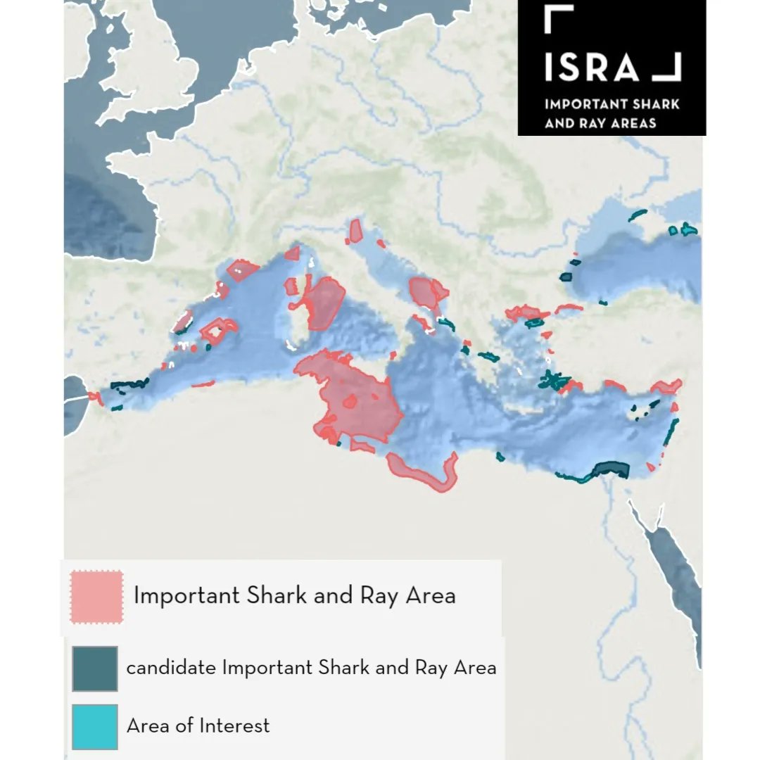 ProyectoEceme's tweet photo. Gracias a la colaboración con expertos de diferentes instituciones hemos determinado las primeras áreas importantes para tiburones y rayas (ISRAs) del Mediterráneo bajo el reconocimiento de la Unión Internacional para la Conservación de la Naturaleza 🦈

https://t.co/GgO88QKBgf https://t.co/ZTxmIeTawh