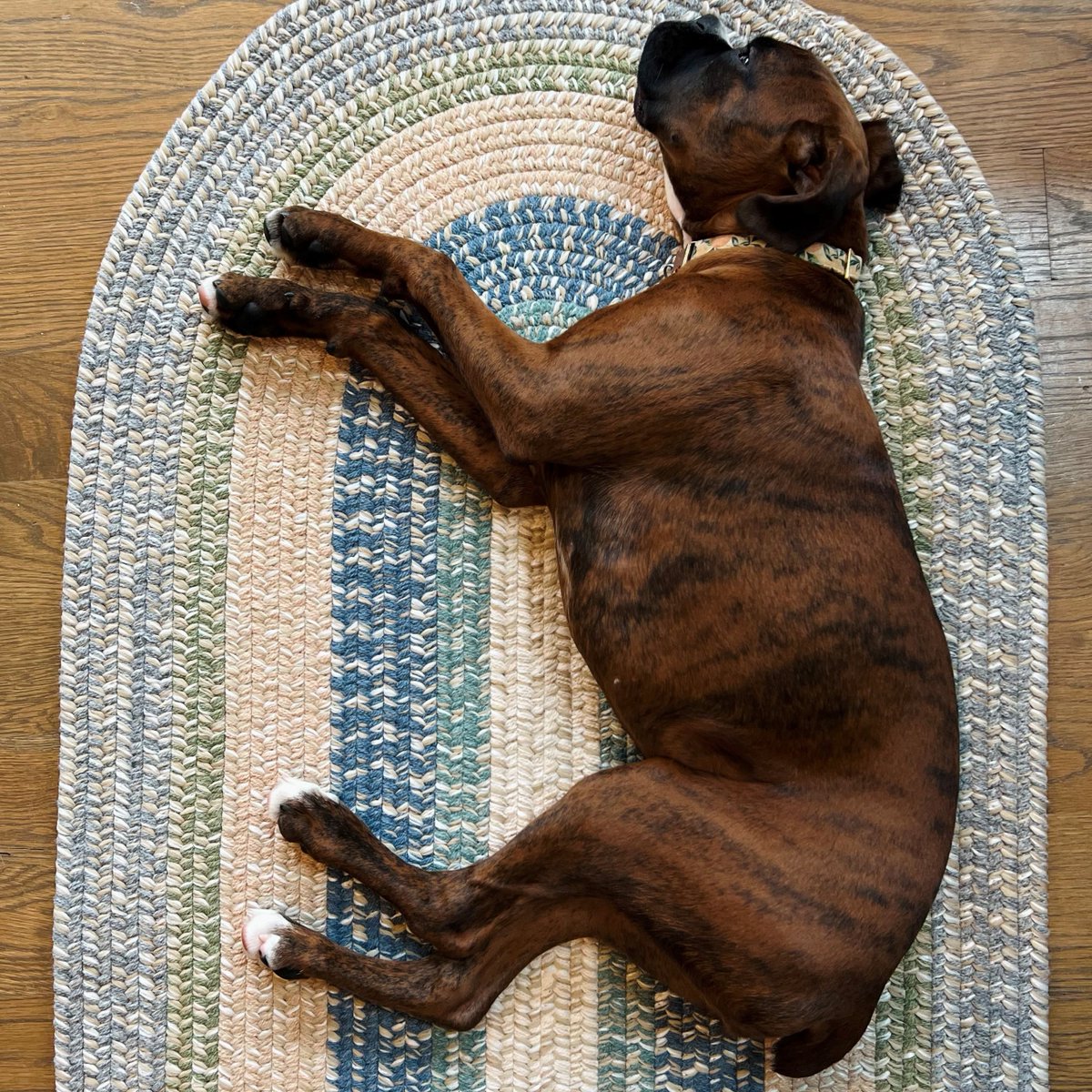 Peaches and the Colonial Mills team hope you have a restful and relaxing #LaborDayWeekend 🐶

#usamade #ColonialMills #boxerpuppy #ruglife #homedecor