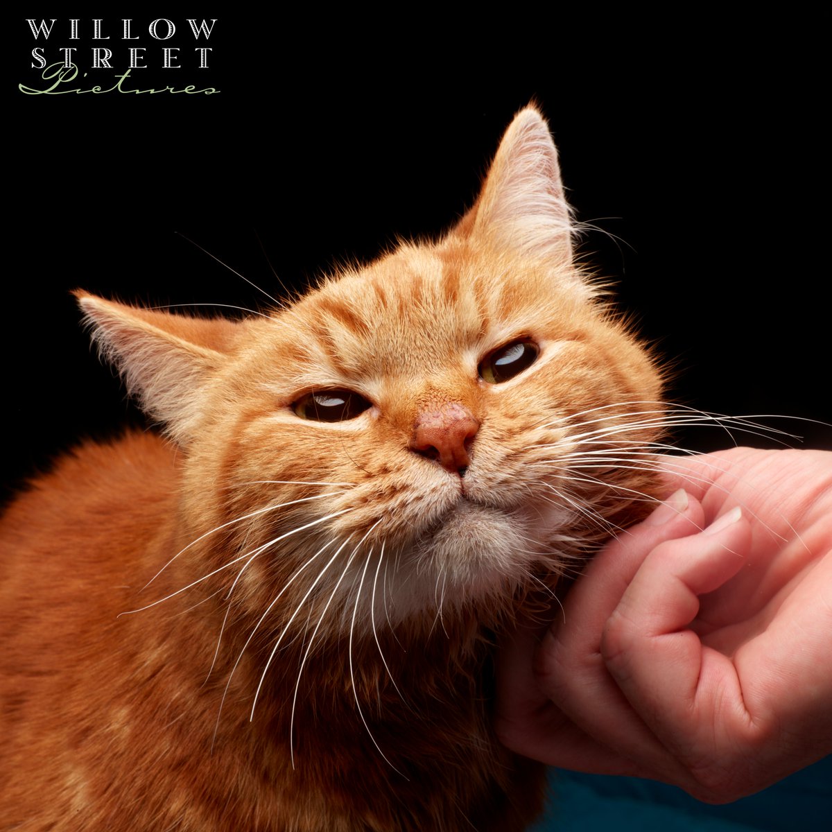 WillowStreetPic's tweet photo. Redheads deserve some love too!❤️‍🔥 Did you know that ginger cats are consistently reported to be the most talkative? 📷 Does your fiery feline like to be heard?  #gingercatappreciationday #willowstreetpictures #photographystudio #smallbusiness #fineartphotography #petphotography https://t.co/LvCHFmyH5D