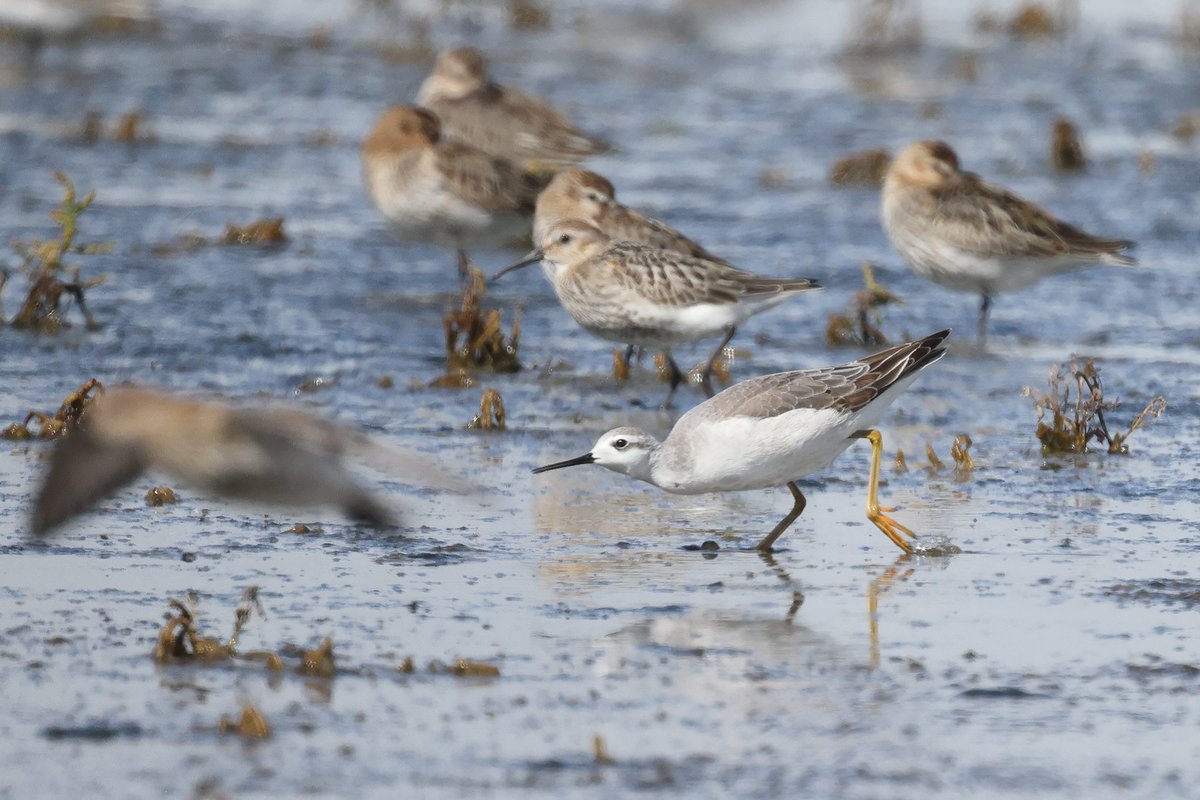 Tom Shevlin tweet media