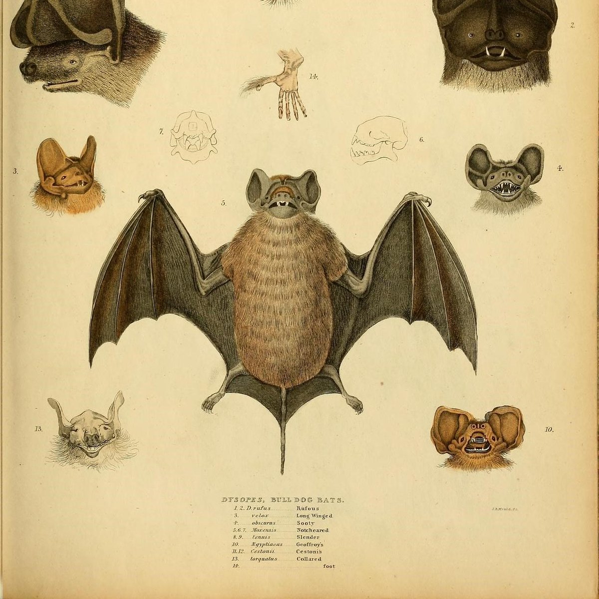 "BAT!" 

~Lazlo Cravensworth and the Edinburgh Journal of Natural History (1835 - 40).