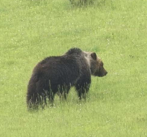 enpaonlus's tweet photo. 🔴L'uccisione di #Amarena, nella denuncia Enpa i reati di uccisione di animali, tentato maltrattamento di animali (i cuccioli), uso di armi in centro abitato, distruzione del patrimonio indisponibile dello Stato https://t.co/UysyDpXqh6 @Parcoabruzzo https://t.co/F4iOMvmOcl