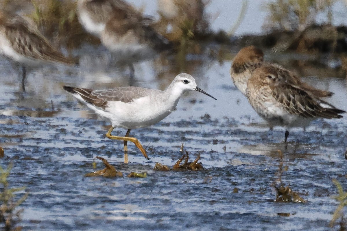 Tom Shevlin tweet media