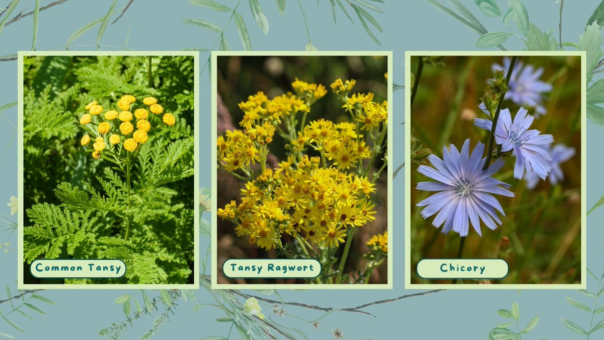 Sea To Sky Invasives tweet media