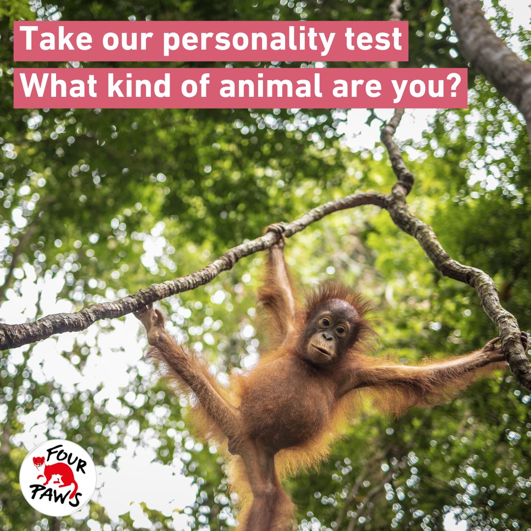 Discover Your Inner Animal with our Personality Quiz! Whether you're a fierce lion, a loyal retriever, or a playful panda, our quiz will reveal your wild side! Click the link to learn more (about yourself), then comment below your results! bit.ly/FPUSA_Personal…