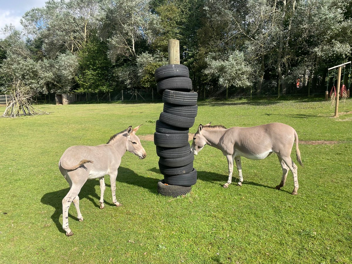 We'd like to say a big thank you to Treadz Tyres in Lowestoft, for donating some used tyres to our animals. 

Our keepers used the tyres to make a tyre tree for our Somali wild ass, who have had plenty of fun with them already!

Thank you Treadz Tyres!
